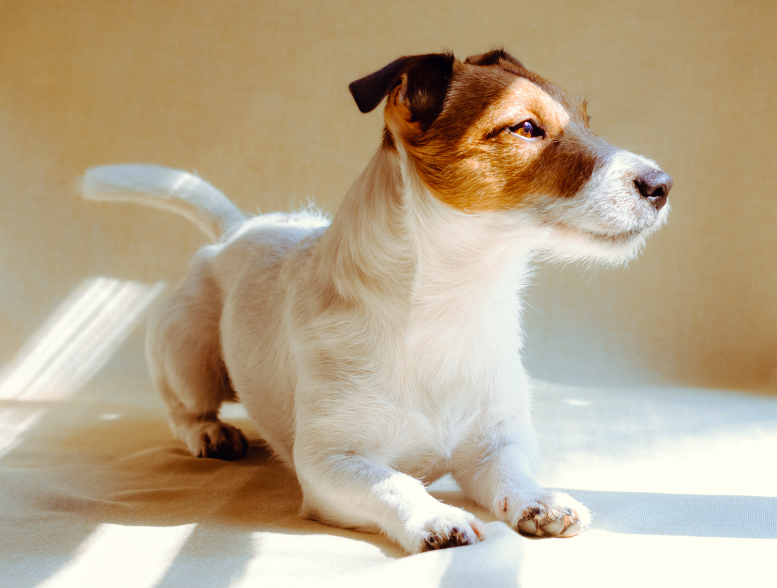Help Your Furry Friend Find Zen with Provida Calming CBD Pet Chews