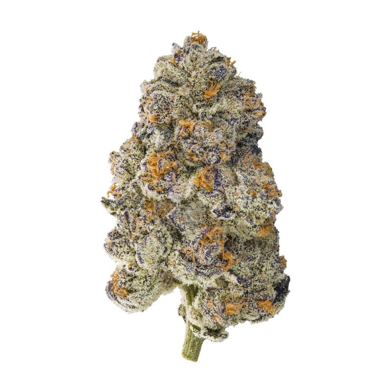 Indoor AAA Exotic THCA Flower Clearance — Volume Pricing! – Quarter Pound (113g) — $625.00, Miami Yayo (Hybrid) — 33.9% THCA